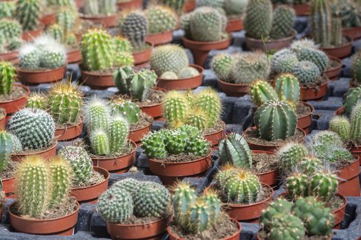 Succulent cactus plants in pots. Spring garden series, Mallorca, Spain.