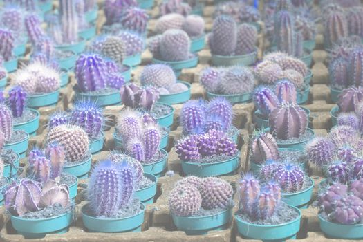 Abstract blue cactus plants in pots. Spring garden series, Mallorca, Spain.