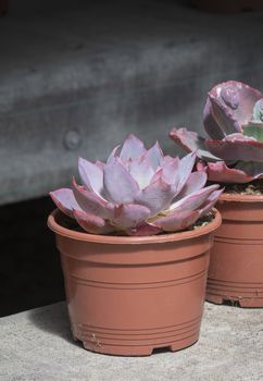 Succulent purple cactus plants in pots against gray background. Spring garden series, Mallorca, Spain.