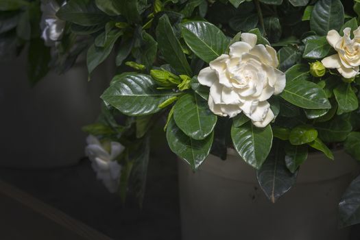 Beautiful white gardenia flower closeup. Spring garden series, Mallorca, Spain.