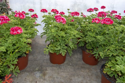 Pink geranium flowers in pots in greenhouse. Spring garden series, Mallorca, Spain.