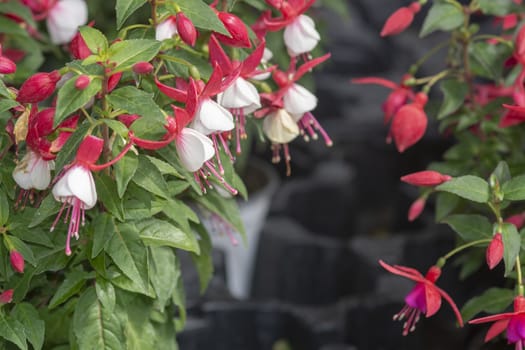 Fuchsia flowers pink purple and white. Spring garden series, Mallorca, Spain.