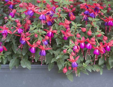 Fuchsia flowers pink purple. Spring garden series, Mallorca, Spain.