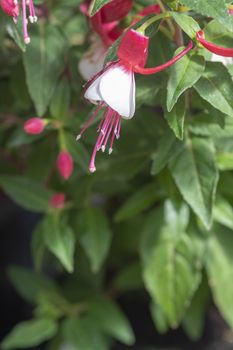 Fuchsia flowers red and white. Spring garden series, Mallorca, Spain.