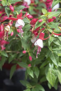 Fuchsia flowers red and white. Spring garden series, Mallorca, Spain.