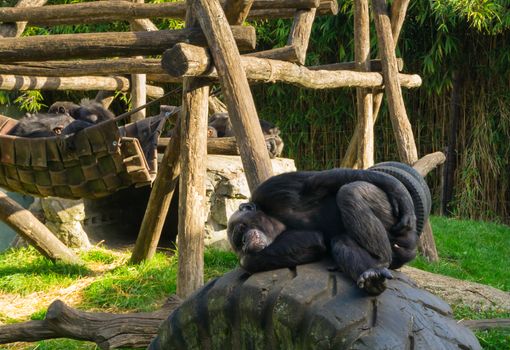 lazy common chimpanzee laying on car tire and scratching its behind, popular zoo animals