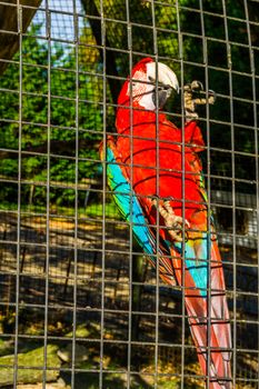 red and green macaw parrot sitting against the fence of the aviary, tropical bird from America, popular pet in aviculture