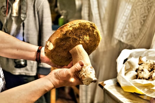 large edible mushroom with Latin name Boletus edulis in human hand. Weight of the fungus is more than 1 kilogram