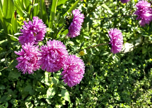 beautiful purple asters lit by the morning sun