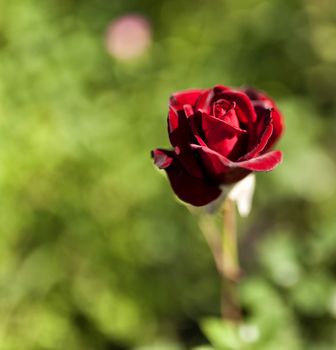 red rose on the background of natural greenery illuminated by the morning sun