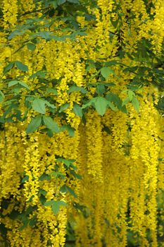 Beautiful background of yellow flowers of blooming acacia tree