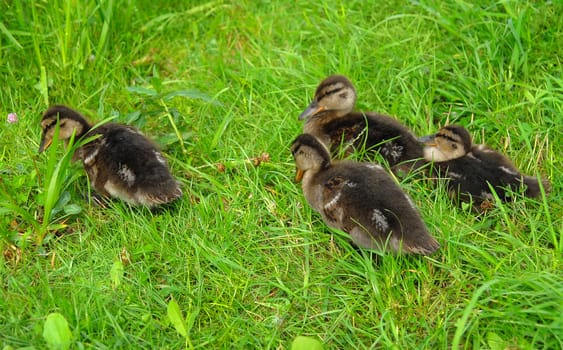 Ducklings on green grass