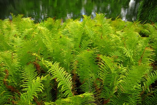 Fern plants as natural background