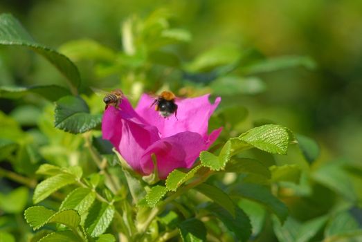 Bee and bumblebee over the rose flower