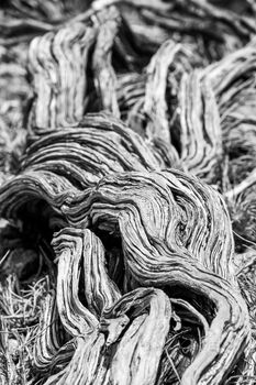 Twisted nearly dead old dry tree stem in black and white at Yardie Creek Cape Range National Park Australia