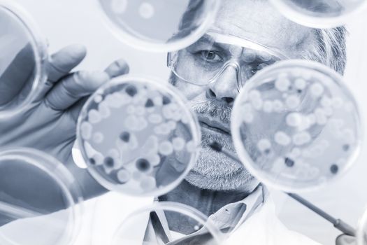 Focused senior life science professional grafting bacteria in the pettri dishes. Lens focus on the pipette. Blue toned grayscale image.