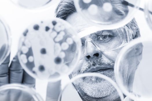 Focused senior life science professional grafting bacteria in the pettri dishes. Lens focus on the pipette. Blue toned grayscale image.