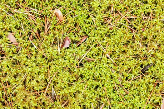 Texture of the forest floor - green sphagnum moss and pine needles.