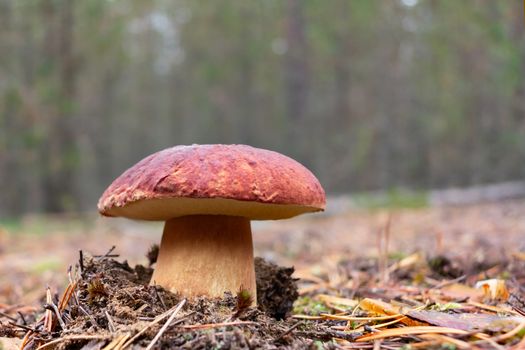 Edible boletus edulis mushroom, known as a penny bun or king bolete growing in pine forest - image.