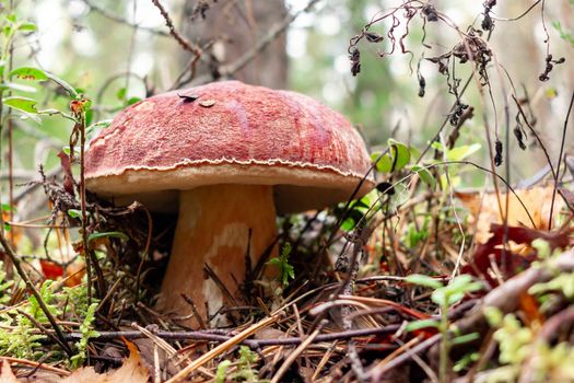 Edible boletus edulis mushroom, known as a penny bun or king bolete grows in a pine forest - image.