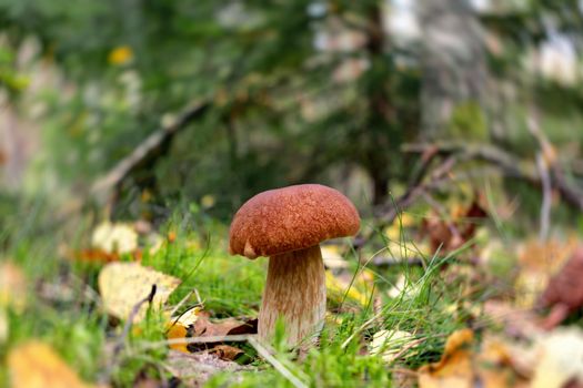 Edible boletus edulis mushroom, known as a penny bun or king bolete growing in a forest - image.
