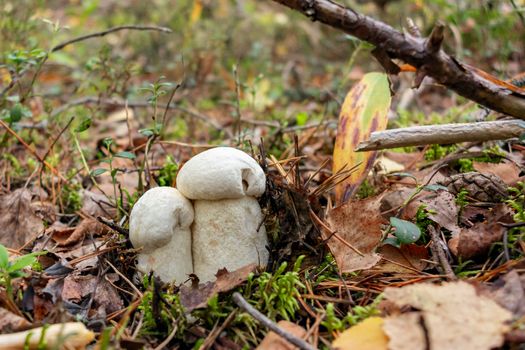 Two beautiful little mushrooms Leccinum percandidum, known as a Orange birch bolete, grows in a forest - image.