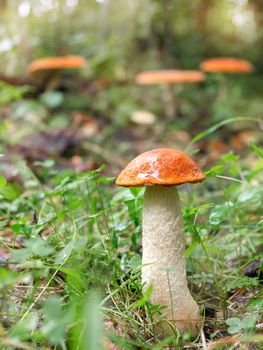 beautiful little mushroom Leccinum known as a Orange birch bolete, grows in a forest - image.