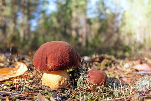 Two beautiful little mushrooms boletus edulis, known as a penny bun, grow in a pine forest at sunrise - image.