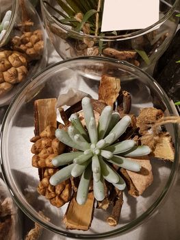 Amazing desert cactus plants with several types of cactuses in a jar.