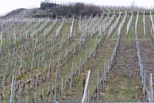 View of vineyards in beautiful Moselle valley in Germany