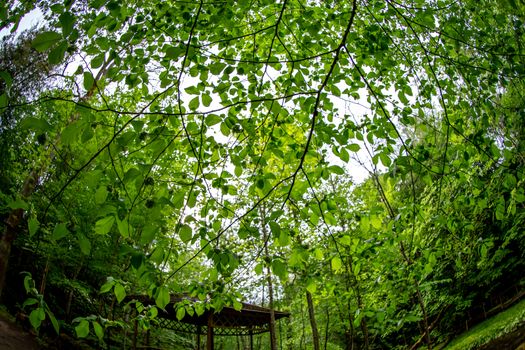 Summer green leaves ,forest trees. nature green leaf and tree branch on sky background. old park in Latvia. Shot with fisheye lens. 