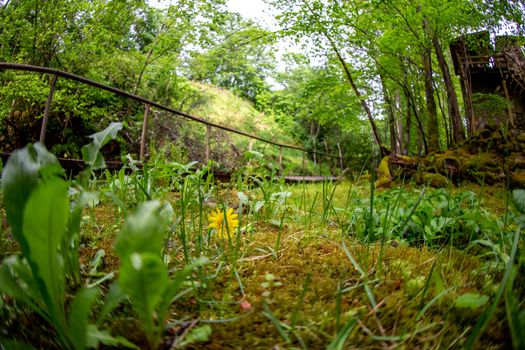 Moss covered forest with wooden bridge and old mill in background. Forest park with wooden bridge in Latvia. Shot with fisheye lens. 