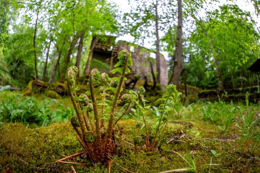 Fern in the foreground and old mill in the background. Beautiful forest park with ferns and ruins of watermill in Latvia. Shot with fisheye lens. 