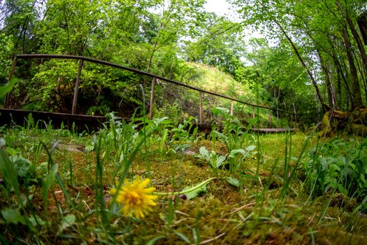 Moss covered forest with wooden bridge in background. Forest park with wooden bridge in Latvia. Shot with fisheye lens. 
