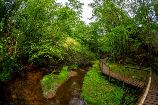 Summer landscape of the river in the woods. Wooden bridge in the forest near the river. Fallen tree across the river in forest and wooden bridge in Latvia. Shot with fisheye lens. 