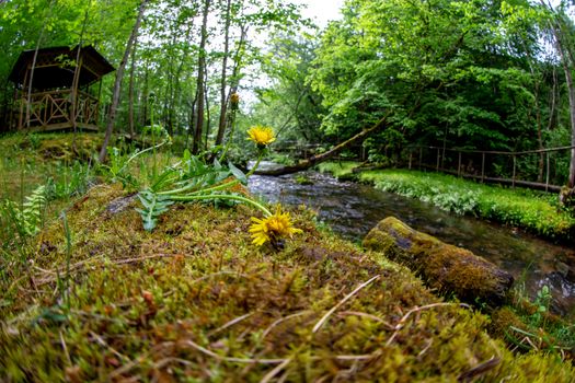 Moss covered forest with river, wooden bridge and hut in background. Dandelions in the foreground and river with moss grown log in the background. Shot with fisheye lens. 