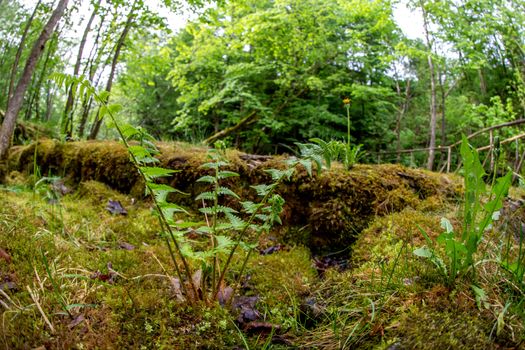 Fern in the foreground and forest with wooden bridge in the background. Beautiful forest park with ferns and wooden bridge in Latvia. Shot with fisheye lens. 