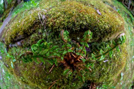 Fern in the foreground and moss covered forest in the background. Closeup of ferns in beautiful forest park in Latvia. Shot with fisheye lens. 