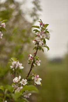 Flower of the apple tree blossoms in spring in the cultivation of apple orchards for the production of organic apples