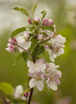 Flower of the apple tree blossoms in spring in the cultivation of apple orchards for the production of organic apples