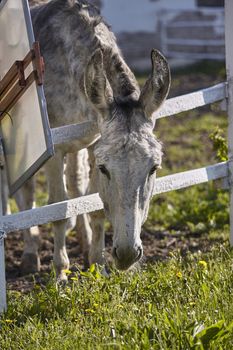 Mule or gray donkey behind the bars of the enclosure in which he is locked up in an outdoor farm