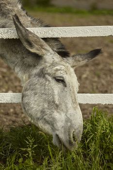 Donkey tries to feed himself by putting his head out of the fence