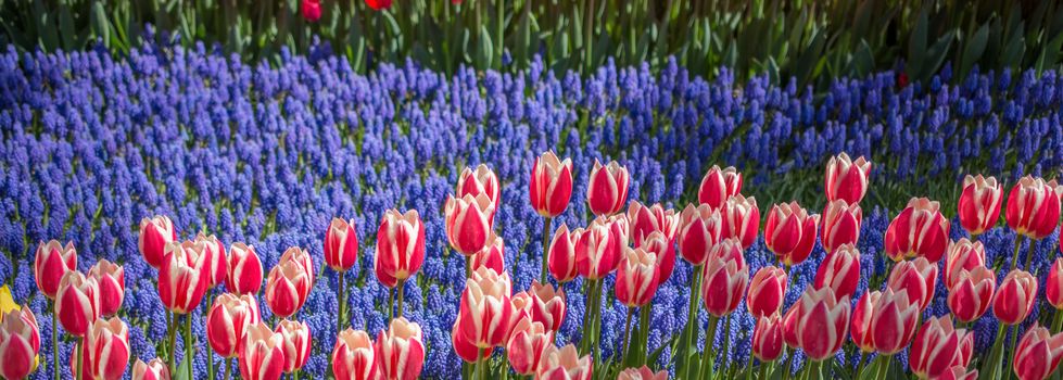 Tulip Flowers Blooming in Spring Season