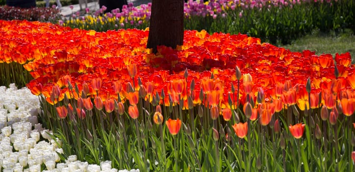 Tulip Flowers Blooming in Spring Season