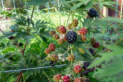 Ripening blackberries on a bush in the garden - photo, image.