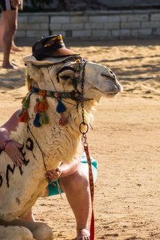 Head of a dromedary adorned with a hat on a beach in Hurghada Egypt