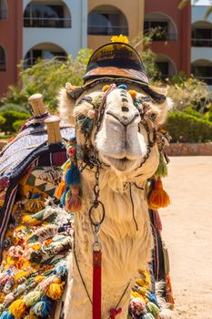 Head of a dromedary adorned with a hat on a beach in Hurghada Egypt