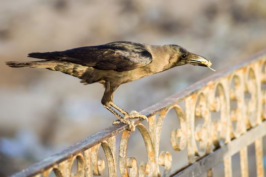 Close-up of a black crow sitting on a rail in the city of Hurghada in Egypt