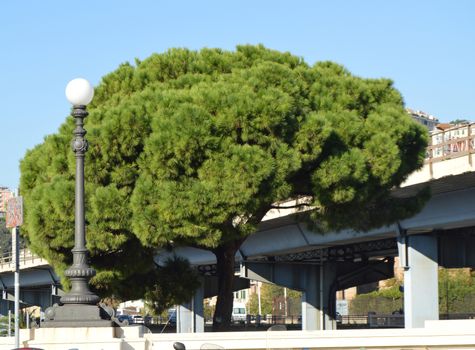 One large pine with a huge spreading crown and one round city lantern on the background of a bridge in the center of Genoa, Italy, Sunny day.