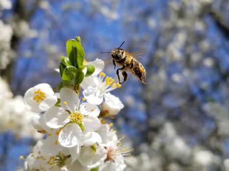 the bee flies up to the white flowers, the blooming apple tree and looks into the camera. Anthophila, Apis mellifera. Close up